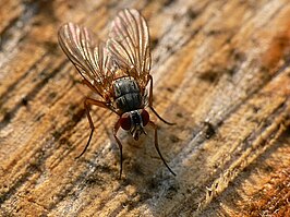 Phaonia rufiventris