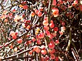 Phoradendron californicum
