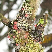 A parasitic pink fungi on a Lichen tree Pink fungal parasite on lichen - geograph.org.uk - 1040204.jpg