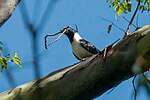 Miniatura para Corvus typicus