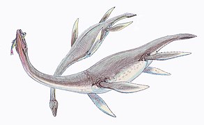 Plesiosaurus (Plesiosauria)