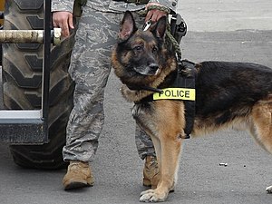 Police dog on duty at Elmendorf Air Force Base...