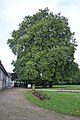 Le parc et ses platanes.