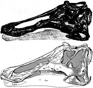 AMNH 5836, holotipo de Prosaurolophus maximus.