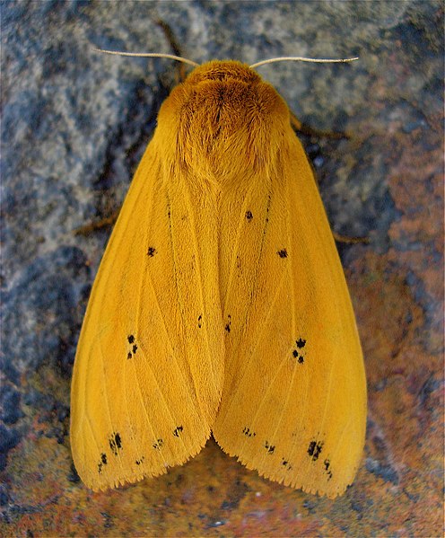 Isabella tiger moth (Pyrrhartia isabella)