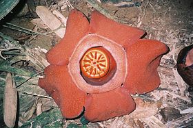 Flor da Rafflesia kerrii.