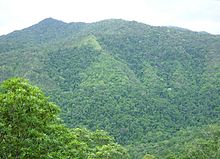 Rainforrest between Kuranda and Cairns, North East Queensland.jpg