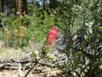 Cirsium arizonicum (Arizona Thistle).