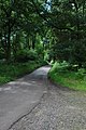 Road through Chedworth Woods