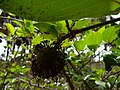 Sarcocephalus latifolius Guinea peach