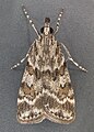 Scoparia pyralella (Scopariinae), Wielka Brytania