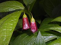 Scopolia carniolica 2016-04-19 7981b.JPG