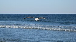 Sunset Beach, Kawolin dinò