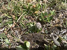 A small plant called snow willow (Salix nivalis) showing blooming catkins.