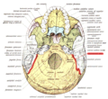 Base of skull. Inferior surface.