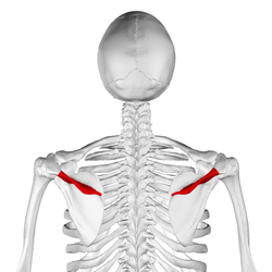 Spine of scapula04.png