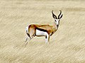 Vándorantilop az Etosha Nemzeti Parkban, Namíbiában