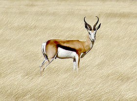 Cabra-de-leque no Parque Nacional Etosha, na Namíbia