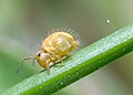 Sminthurus viridis pamoja na spermatofori