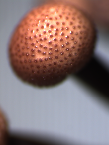 Close-up of a stroma of ergot, an ascomycete Stroma2.PNG