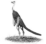 Struthiomimus altus