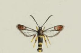 Synanthedon codeti