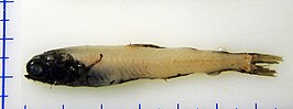 Taaningichthys bathyphilus