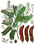 Tamarindus indica — Тамаринд индийский