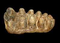 Molar of Tetralophodon, a "tetralophodont gomphothere "