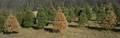 Affected Scots pines on a Christmas tree farm