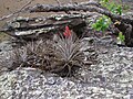 Miniatura para Tillandsia didisticha