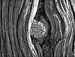 A knot on a tree at the Garden of the Gods public park in Colorado Springs, Colorado (October 2006).