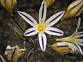 Triteleia hendersonii var. hendersonii