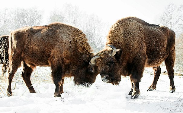 Bison bonasus sparring in a nursery of the Russian Academy of Sciences in Shebalinsky District, Republic of Altai, Russia.