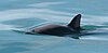 Vaquita4 Olson NOAA.jpg