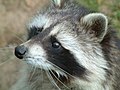 Waschbär, Raccoon