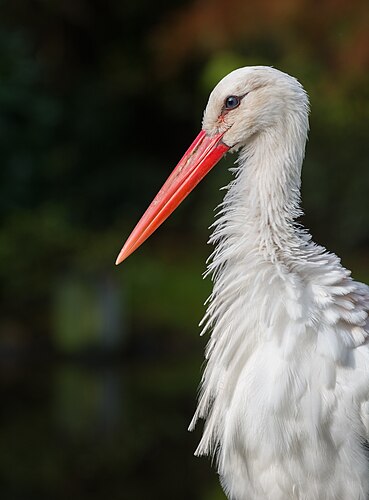 Белый аист (Ciconia ciconia) в птичьем парке Вальсроде (Германия)