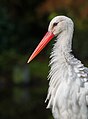 1. Fehér gólya (Ciconia ciconia), Weltvogelpark Walsrode, Alsó-Szászország (javítás)/(csere)