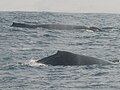 Baleines près de la Pointe Denis.