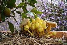 Yellow flower pot mushrooms (Leucocoprinus birnbaumii) at various states of development Yellowmushrooms.jpg