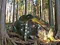 苔むした巨大な落石と森林（神奈川県）