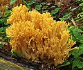 Orangegelbe Gebirgs-Koralle Ramaria largentii