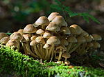 Miniatura para Hypholoma fasciculare