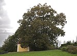 2 Linden bei der Kalvarienbergkapelle