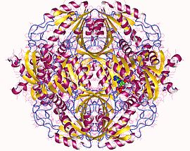 Modello tridimensionale dell'enzima