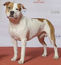 AMERICAN STAFFORDSHIRE TERRIER, Zican’s Bz Ez Dragon (24208348891).2.jpg