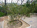 Acacia verticillata 
