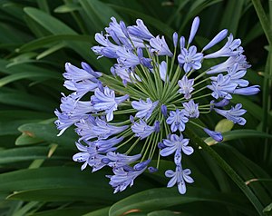 English: An Agapanthus flower arrangement afte...