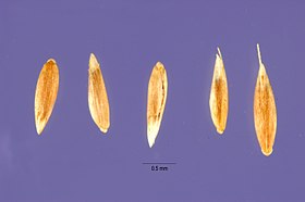 sementes de Agrostis clavata