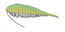 Alalcomenaeus.jpg